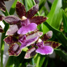 Орхидея Zygopetalum hybrid (отцвел, УЦЕНКА)  Орхидея Zygopetalum hybrid (отцвел, УЦЕНКА)