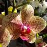 Орхидея Phalaenopsis  Mirraclion (отцвел)