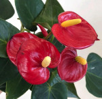 Anthurium Aristo Red  Anthurium Aristo Red