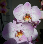 Орхидея Phalaenopsis Aalborg (отцвел, УЦЕНКА)