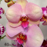 Орхидея Phalaenopsis Hazard (отцвел) Орхидея Phalaenopsis Hazard (отцвел)