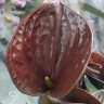 Anthurium Chelsey Chocolate (деленка без цветов) Anthurium Chelsey Chocolate (деленка без цветов)