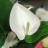 Anthurium Baby White (деленка без цветов) Anthurium Baby White (деленка без цветов)