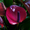 Anthurium Princess Amalia Purple (отцвел) Anthurium Princess Amalia Purple (отцвел)