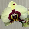 Орхидея Phalaenopsis Panda, midi (отцвел)  Орхидея Phalaenopsis Panda, midi (отцвел)