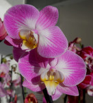 Орхидея Phalaenopsis Split