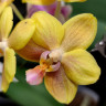 Орхидея Phalaenopsis, multiflora (отцвел)  Орхидея Phalaenopsis, multiflora (отцвел)