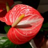 Anthurium Livium Orange (деленка без цветов) Anthurium Livium Orange (деленка без цветов)