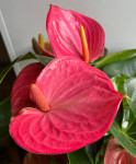 Anthurium Melito Anthurium Melito