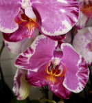 Орхидея Phalaenopsis Sacrifice  Орхидея Phalaenopsis Sacrifice