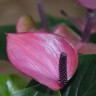 Anthurium Baby Purple (деленка без цветов) Anthurium Baby Purple (деленка без цветов)