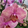 Орхидея Phalaenopsis  Jupiter (отцвел) Орхидея Phalaenopsis  Jupiter (отцвел)