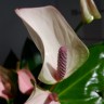 Anthurium Joli Pulse (отцвёл) Anthurium Joli Pulse (отцвёл)