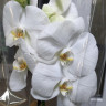 Орхидея Phalaenopsis Moonlight (отцвёл, РЕАНИМАШКА) Орхидея Phalaenopsis Moonlight (отцвёл, РЕАНИМАШКА)