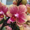 Орхидея  Phalaenopsis Savion, multiflora (отцвел) Орхидея  Phalaenopsis Savion, multiflora (отцвел)
