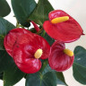 Anthurium Aristo Red (отцвёл) Anthurium Aristo Red (отцвёл)