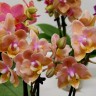 Орхидея Phal. Perfume Carola peloric, multiflora (отцвел) Орхидея Phal. Perfume Carola peloric, multiflora (отцвел)