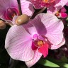 Орхидея Phalaenopsis Tropic Wonderland (отцвёл) Орхидея Phalaenopsis Tropic Wonderland (отцвёл)