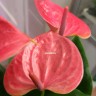 Anthurium Sweet Dream (отцвел) Anthurium Sweet Dream (отцвел)