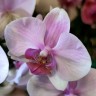 Орхидея Phalaenopsis (отцвёл)  Орхидея Phalaenopsis (отцвёл)
