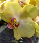 Орхидея Phalaenopsis, midi (отцвел, РЕАНИМАШКА)