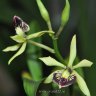 Орхидея Epidendrum (отцвёл)