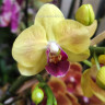 Орхидея Phalaenopsis, multiflora (отцвел, РЕАНИМАШКА*)  Орхидея Phalaenopsis, multiflora (отцвел, РЕАНИМАШКА*)