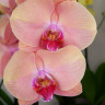 Орхидея Phalaenopsis Midsummer Night (отцвел) Орхидея Phalaenopsis Midsummer Night (отцвел)