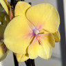 Орхидея Phalaenopsis Gloria, Big Lip (отцвел) Орхидея Phalaenopsis Gloria, Big Lip (отцвел)