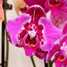 Орхидея Phalaenopsis Binti peloric (отцвёл)