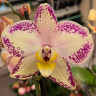 Орхидея Phalaenopsis Charlotte (отцвёл, УЦЕНКА*) Орхидея Phalaenopsis Charlotte (отцвёл, УЦЕНКА*)
