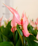 Anthurium Lili pink  Anthurium Lili pink