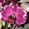 Орхидея Phalaenopsis Malwa (отцвёл) Орхидея Phalaenopsis Malwa (отцвёл)