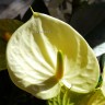 Anthurium Vanilla (отцвел) Anthurium Vanilla (отцвел)