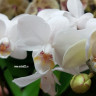 Орхидея Phalaenopsis, multiflora (отцвел)  Орхидея Phalaenopsis, multiflora (отцвел)