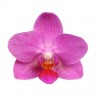 Орхидея Phalaenopsis Pink Flamingo, multiflora (отцвел)   Орхидея Phalaenopsis Pink Flamingo, multiflora (отцвел)
