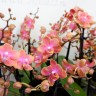 Орхидея Phal. Perfume Dusty Belle, multiflora (отцвел, РЕАНИМАШКА*) Орхидея Phal. Perfume Dusty Belle, multiflora (отцвел, РЕАНИМАШКА*)