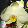 Орхидея Phalaenopsis (отцвёл) Орхидея Phalaenopsis (отцвёл)