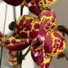 Орхидея Phalaenopsis GW Green World 'Snakeskin' (отцвел) Орхидея Phalaenopsis GW Green World 'Snakeskin' (отцвел)