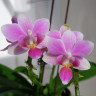 Орхидея Phalaenopsis equestris hybrid, multiflora (отцвел)