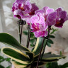 Орхидея Phalaenopsis Sogo Vivien variegata, mini (отцвел) Орхидея Phalaenopsis Sogo Vivien variegata, mini (отцвел)