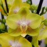 Орхидея Phalaenopsis Golden Treasure, multiflora (отцвел) Орхидея Phalaenopsis Golden Treasure, multiflora (отцвел)