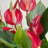 Anthurium Lili red (отцвел) Anthurium Lili red (отцвел)