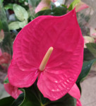 Anthurium Maine  Anthurium Maine