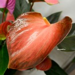 Anthurium Rainbow Champion  Anthurium Rainbow Champion