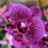 Орхидея Phalaenopsis Happy Hour, multiflora (отцвел) Орхидея Phalaenopsis Happy Hour, multiflora (отцвел)