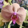 Орхидея Phalaenopsis (отцвёл) Орхидея Phalaenopsis (отцвёл)