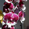 Орхидея Phalaenopsis Untold Stories, Big Lip (отцвел)