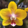 Орхидея Phalaenopsis, multiflora (отцвел)  Орхидея Phalaenopsis, multiflora (отцвел)