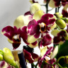 Орхидея Phalaenopsis, midi (отцвел) Орхидея Phalaenopsis, midi (отцвел)